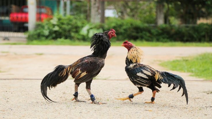 Đá gà cựa sắt là gì?